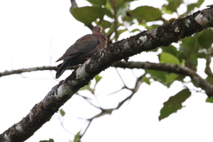 Patagioenas flavirostris