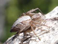 Oxyopes kraepelinorum
