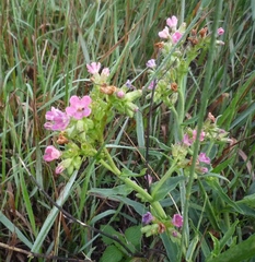 Anchusa ochroleuca