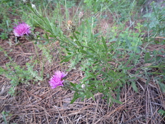 Centaurea stereophylla