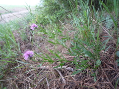 Centaurea stereophylla
