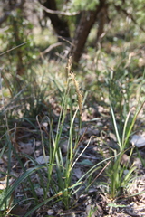 Carex halophila