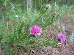 Centaurea stereophylla