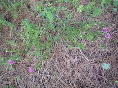 Centaurea stereophylla