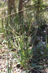 Carex halophila