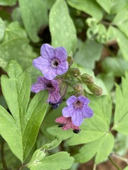 Pulmonaria officinalis