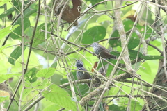 Cantorchilus thoracicus