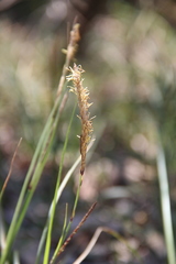 Carex halophila