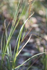 Carex halophila