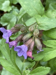Pulmonaria officinalis
