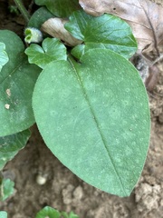 Pulmonaria officinalis
