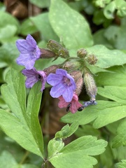 Pulmonaria officinalis