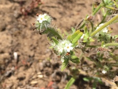 Cryptantha leiocarpa