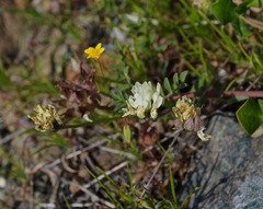 Astragalus breweri