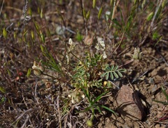 Astragalus breweri