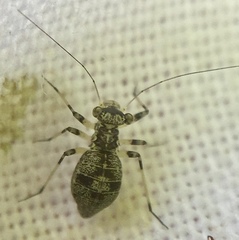 Mesopsocus fuscifrons
