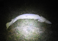 Atractosteus spatula