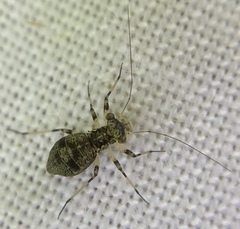 Mesopsocus fuscifrons
