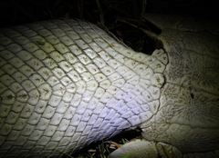 Atractosteus spatula