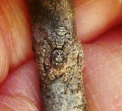 Hamataliwa grisea