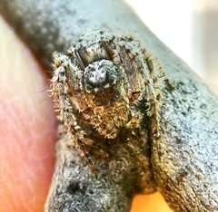 Hamataliwa grisea