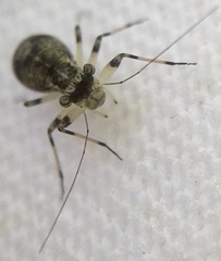Mesopsocus fuscifrons