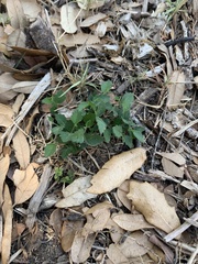 Rhynchosida physocalyx