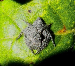 Hamataliwa grisea