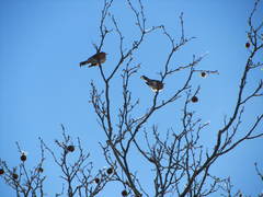 Turdus migratorius