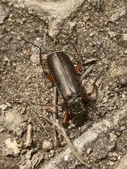 Lytta aenea
