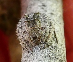 Hamataliwa grisea