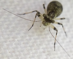 Mesopsocus fuscifrons