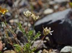 Astragalus breweri