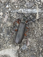 Lytta aenea