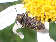 Acmaeodera cisti