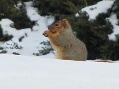 Sciurus niger