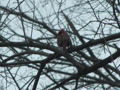 Cardinalis cardinalis