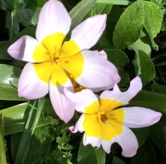 Tulipa saxatilis