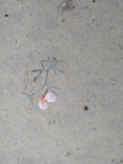 Lotus bryantii