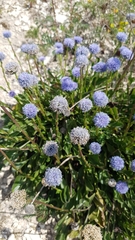 Globularia bisnagarica