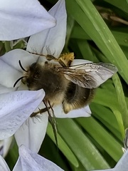 Anthophora villosula