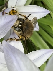 Anthophora villosula