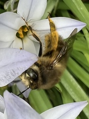 Anthophora villosula