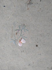 Lotus bryantii