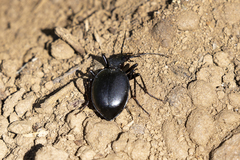 Scaphinotus striatopunctatus