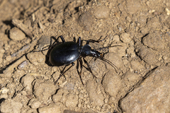 Scaphinotus striatopunctatus