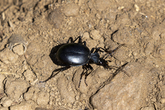 Scaphinotus striatopunctatus
