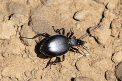 Scaphinotus striatopunctatus