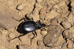 Scaphinotus striatopunctatus