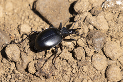 Scaphinotus striatopunctatus